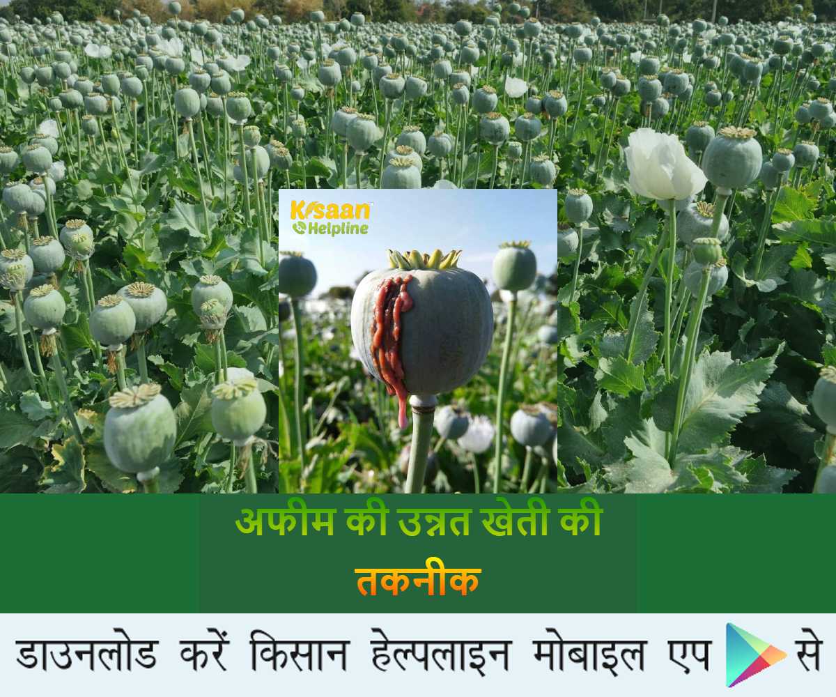 अफीम की उन्नत खेती की तकनीक, जानें अफीम की खेती के बारे में