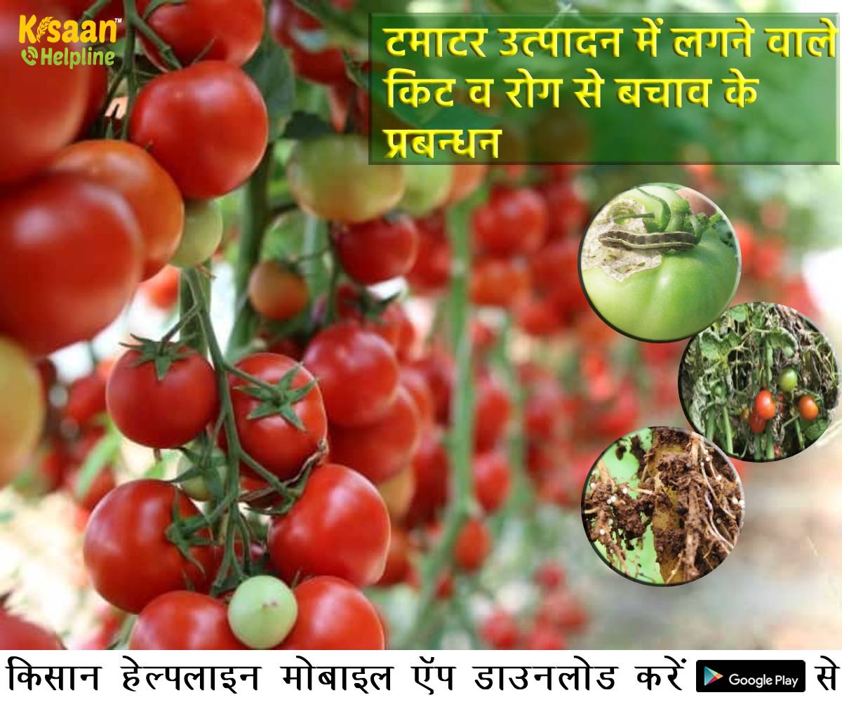 टमाटर की खेती में लगने वाले किट व रोग से बचाव के प्रबन्धन