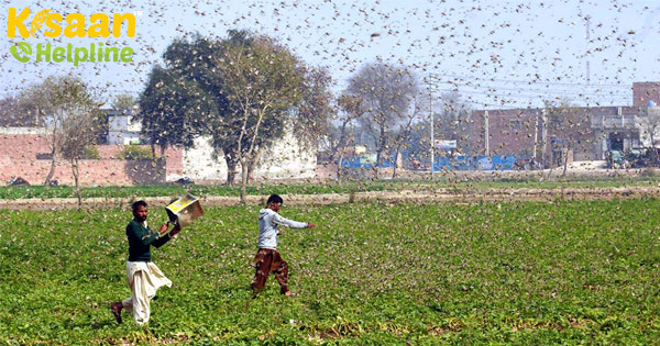 कृषि मंत्री श्री नरेंद्र सिंह तोमर ने डेजर्ट टिड्डी नियंत्रण पर कीटनाशक उद्योग के प्रतिनिधियों के साथ बातचीत की कृषि मंत्री श्री नरेंद्र सिंह तोमर ने डेजर्ट टिड्डी नियंत्रण पर कीटनाशक उद्योग के प्रतिनिधियों के साथ बातचीत की