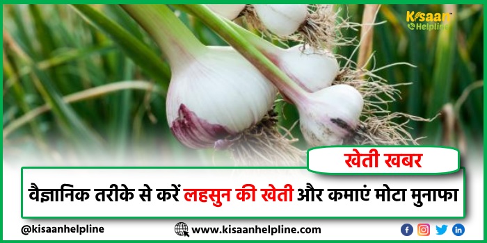 Garlic Farming: वैज्ञानिक तरीके से करें लहसुन की खेती और कमाएं मोटा मुनाफा