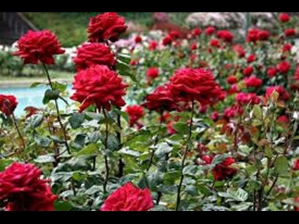 यहां बंजर खेतों में महक रहें उम्मीदों के गुलाब, ऑस्ट्रेलिया तक जा रहा यहाँ का गुलाब जल यहां बंजर खेतों में महक रहें उम्मीदों के गुलाब, ऑस्ट्रेलिया तक जा रहा यहाँ का गुलाब जल