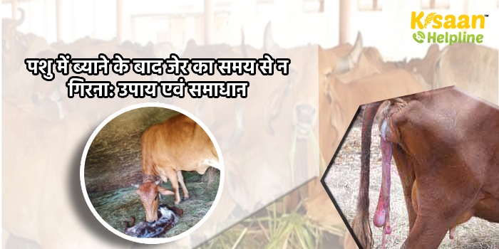 पशु में ब्याने के बाद जेर का समय से न गिरना: उपाय एवं समाधान पशु में ब्याने के बाद जेर का समय से न गिरना: उपाय एवं समाधान