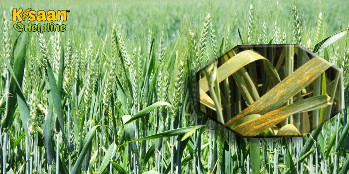 कैसे बचाएं गेहूं को पीला रतुआ रोग से, जानिए पीला रतुआ रोग की रोकथाम की रणनीति के बारे में