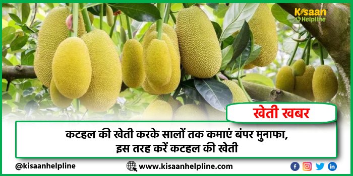 कटहल की खेती करके सालों तक कमाएं बंपर मुनाफा, इस तरह करें कटहल की खेती