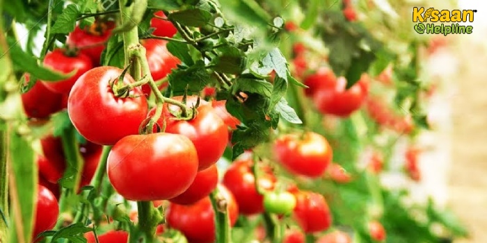 टमाटर लगाने का मौसम आ गया टमाटर की नर्सरी तैयार करते समय ध्यान दें इन प्रमुख बातों का बीमारियां लगेंगी कम