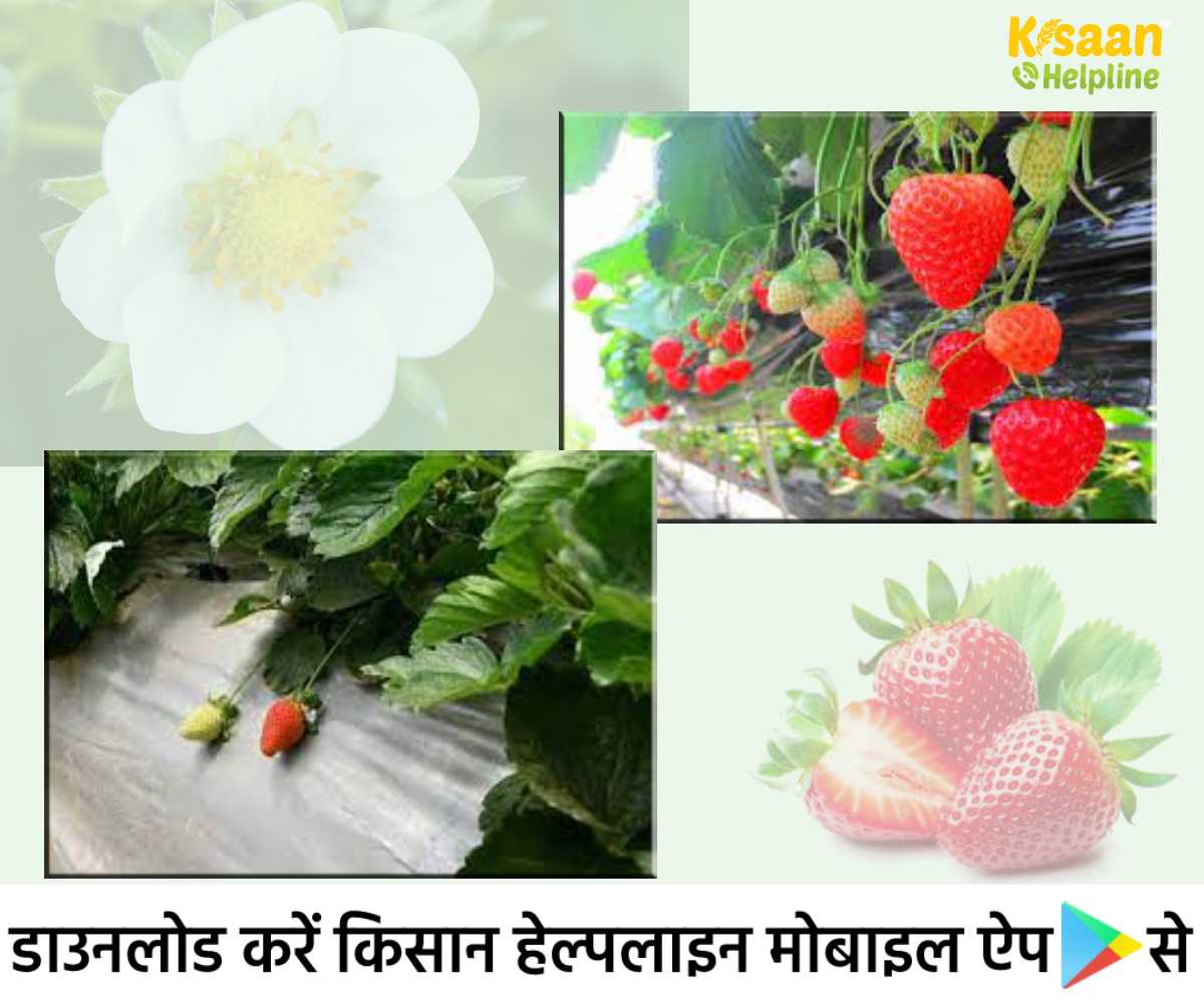 Strawberry Farming: बिहार के भागलपुर के एक किसान ने स्ट्रॉबेरी की खेती से कमाई कर लिख दी सफलता की नई कहानी