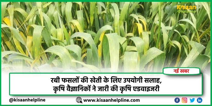 रबी फसलों की खेती के लिए उपयोगी सलाह, कृषि वैज्ञानिकों ने जारी की कृषि एडवाइजरी रबी फसलों की खेती के लिए उपयोगी सलाह, कृषि वैज्ञानिकों ने जारी की कृषि एडवाइजरी