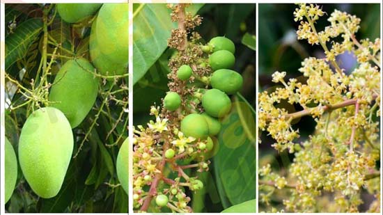 आम में अनियमित फल रोकने और हर साल आम के फल लेने के लिए ये उपाय करे आम में अनियमित फल रोकने और हर साल आम के फल लेने के लिए ये उपाय करे