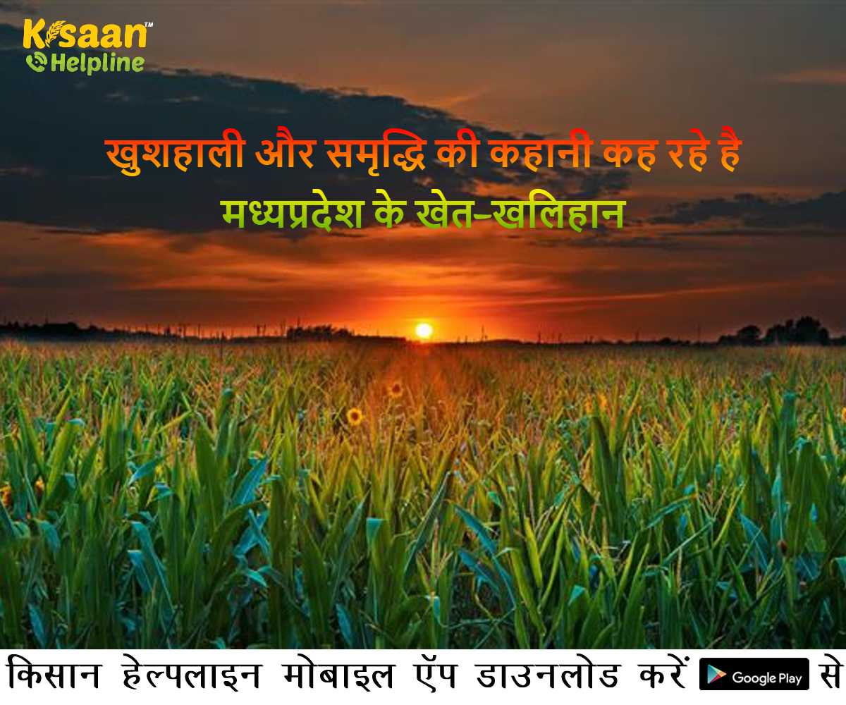 खुशहाली और समृद्धि की कहानी कह रहे है मध्यप्रदेश के खेत-खलिहान खुशहाली और समृद्धि की कहानी कह रहे है मध्यप्रदेश के खेत-खलिहान