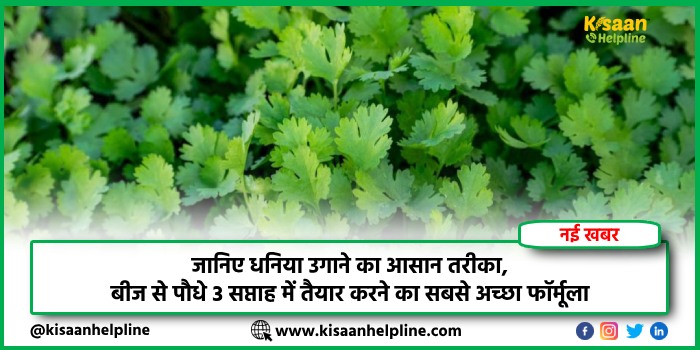 जानिए धनिया उगाने का आसान तरीका, बीज से पौधे 3 सप्ताह में तैयार करने का सबसे अच्छा फॉर्मूला
