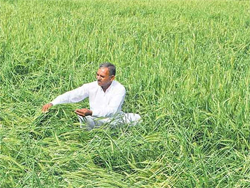 ओलावृष्टि से हुए फसलों के नुकसान पर मंत्री के जवाब से सदन में हंगामा ओलावृष्टि से हुए फसलों के नुकसान पर मंत्री के जवाब से सदन में हंगामा