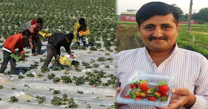 20 लाख की नौकरी छोड़कर, यह आदमी कर रहा है, खेती 20 लाख की नौकरी छोड़कर, यह आदमी कर रहा है, खेती