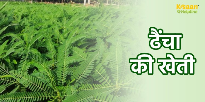 हरी खाद के लिए करें ढैंचा की खेती और बढ़ाएं खेत की उपजाऊ क्षमता हरी खाद के लिए करें ढैंचा की खेती और बढ़ाएं खेत की उपजाऊ क्षमता