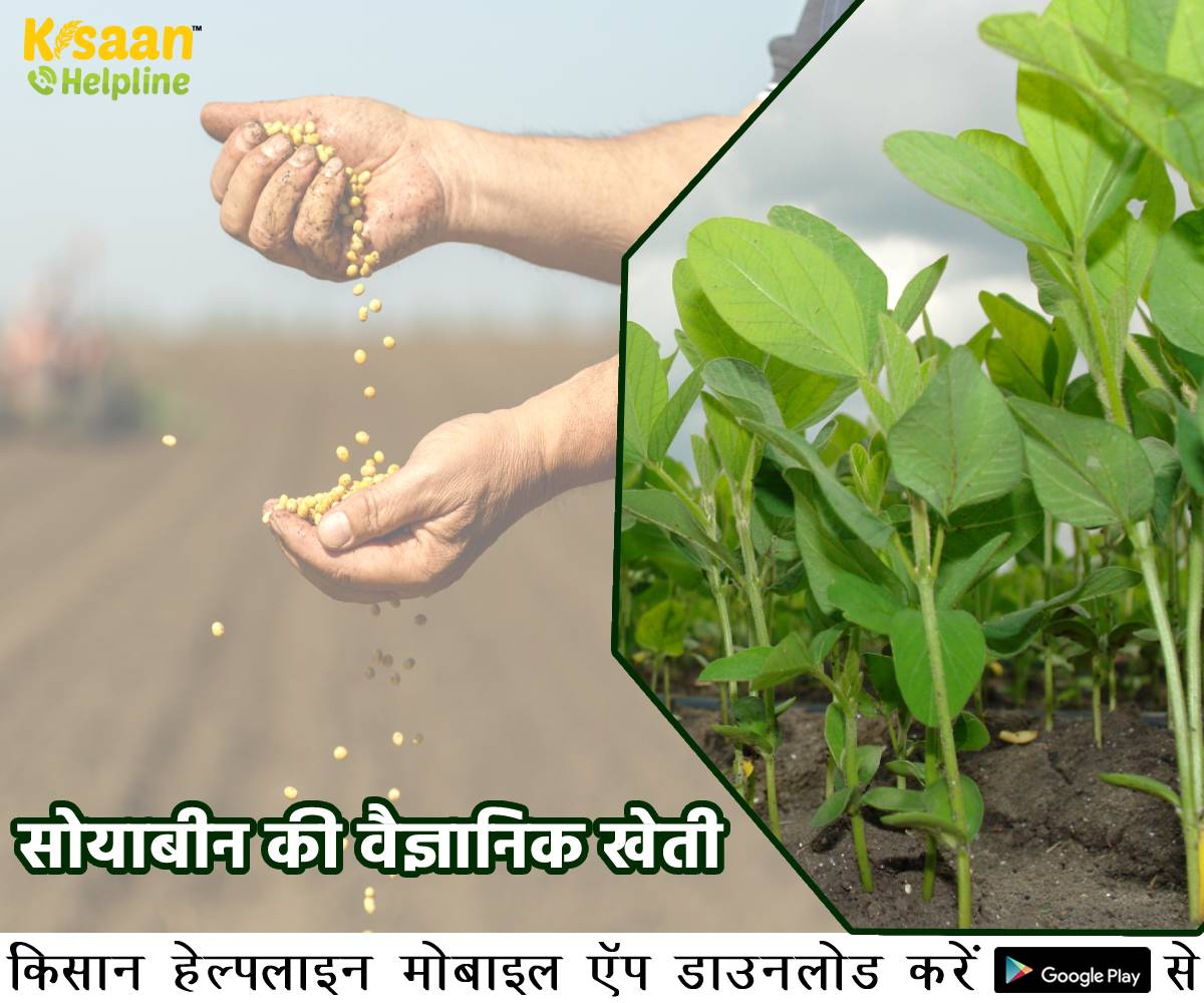 सोयाबीन की वैज्ञानिक खेती, जानिए सोयाबीन की उन्नत खेती का तरीका