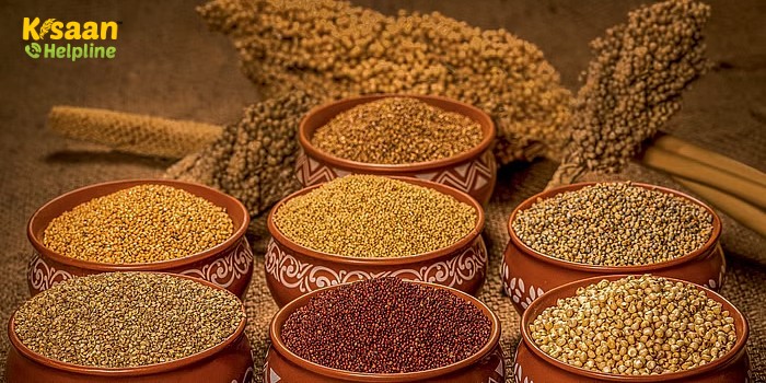 इस राज्य की सरकार ने लॉन्च की गजब की योजना, इन फसलों के बीजों पर दे रही 80% की सब्सिडी