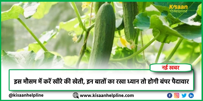 इस मौसम में करें खीरे की खेती, इन बातों का रखा ध्यान तो होगी बंपर पैदावार