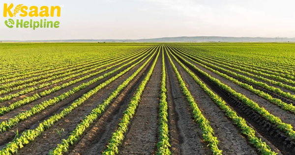 जर्मनी में बड़े पैमाने पर पट्टी की खेती का परीक्षण बहुत आशाजनक है जर्मनी में बड़े पैमाने पर पट्टी की खेती का परीक्षण बहुत आशाजनक है