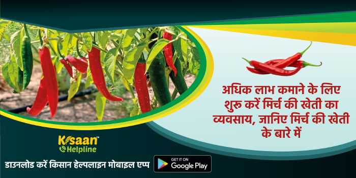 अधिक लाभ कमाने के लिए शुरू करें मिर्च की खेती का व्यवसाय, जानिए मिर्च की खेती के बारे में 