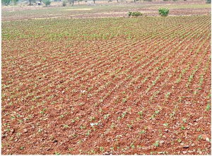 बारिश की खेंच बारिश की खेंच