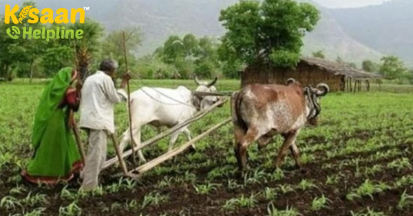 क्या किसानों की आय आने वाले वर्षों में दोगुनी हो जाएगी, आइए जानते हैं इसके बारे में क्या किसानों की आय आने वाले वर्षों में दोगुनी हो जाएगी, आइए जानते हैं इसके बारे में