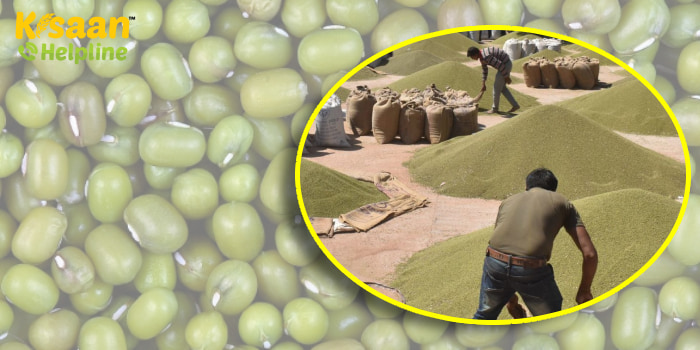 MP में MSP पर मूंग की खरीद के लिए 18 जुलाई से शुरू होगा रजिस्ट्रेशन, किसानों से 7275 रुपये MSP पर होगी मूंग की खरीद