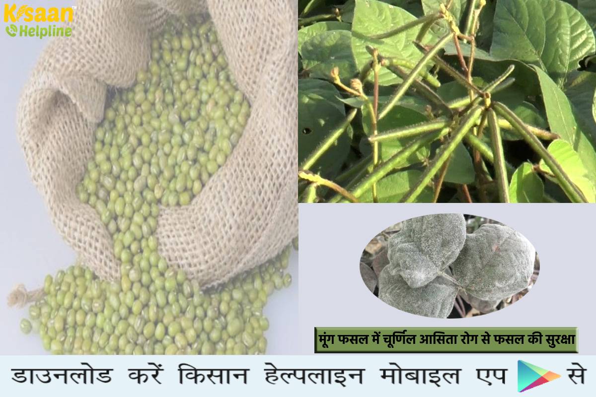 मूंग फसल में चूर्णिल आसिता रोग से फसल की सुरक्षा, जानिए लक्षण और नियंत्रण के उपाय