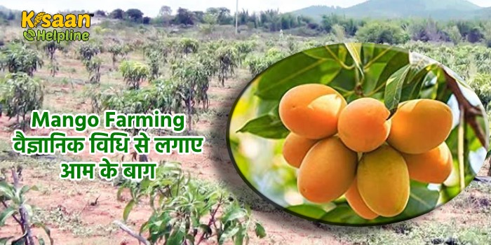 Mango Farming : वैज्ञानिक विधि से लगाए आम के बाग, जानिए विधि के बारे में