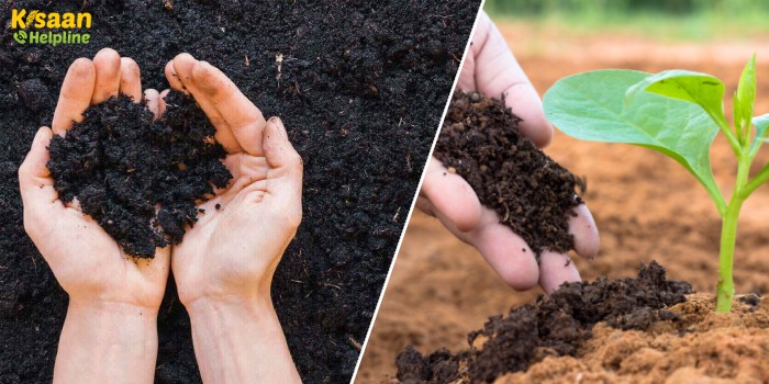 जैविक खेती में फसल की अच्छी उपज के लिए आवश्यक है वर्मीकम्पोस्ट जैविक खेती में फसल की अच्छी उपज के लिए आवश्यक है वर्मीकम्पोस्ट