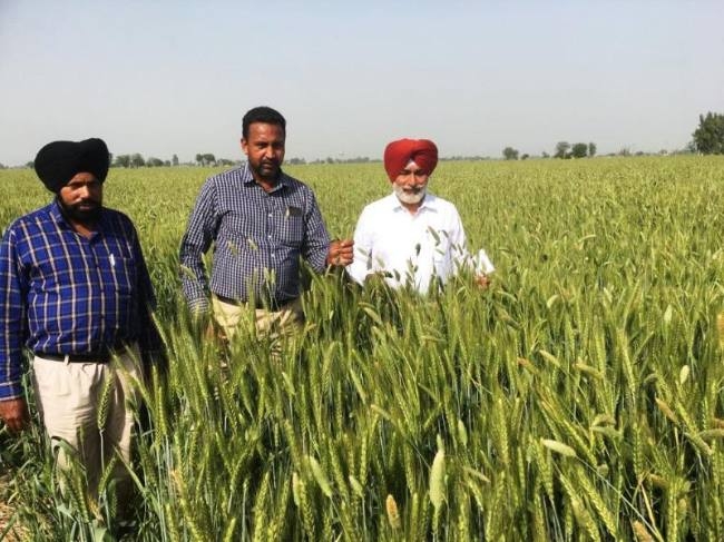 किसान जसप्रीत ने दिखाई दूसरों को राह, बिना पराली जलाए कमाए अधिक मुनाफा किसान जसप्रीत ने दिखाई दूसरों को राह, बिना पराली जलाए कमाए अधिक मुनाफा