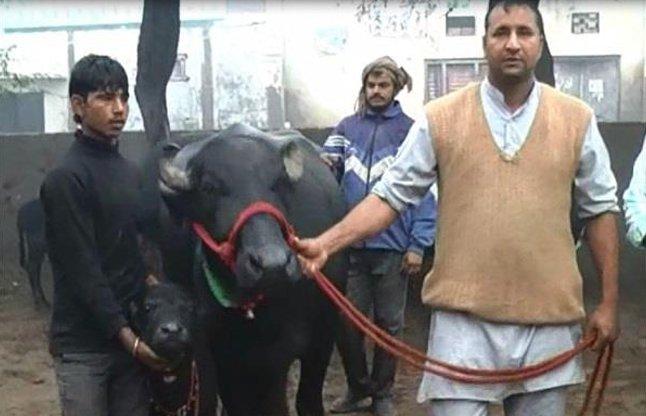 ऑडी से भी महंगी है ये भैंस, कीमत सुनकर चौंक जाएंगे आप ऑडी से भी महंगी है ये भैंस, कीमत सुनकर चौंक जाएंगे आप