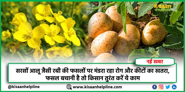 सरसों आलू जैसी रबी की फसलों पर मंडरा रहा रोग और कीटों का खतरा, फसल बचानी है तो किसान तुरंत करें ये काम