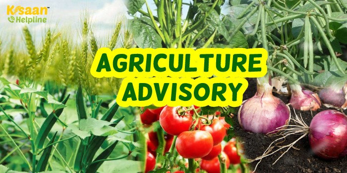 पूसा के कृषि वैज्ञानिकों ने जारी की खेती से जुड़ी महत्वपूर्ण एडवाइजरी, किसान भाई रखें इन बातों का ध्यान पूसा के कृषि वैज्ञानिकों ने जारी की खेती से जुड़ी महत्वपूर्ण एडवाइजरी, किसान भाई रखें इन बातों का ध्यान