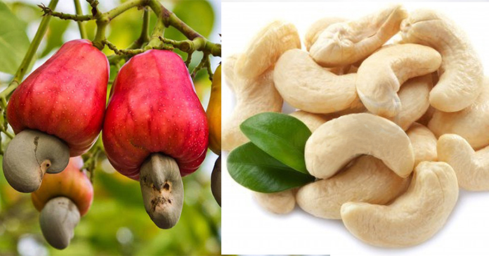 भारत का यह शहर, जहाँ आलू-प्याज से भी सस्ते काजू बिकते हैं! भारत का यह शहर, जहाँ आलू-प्याज से भी सस्ते काजू बिकते हैं!