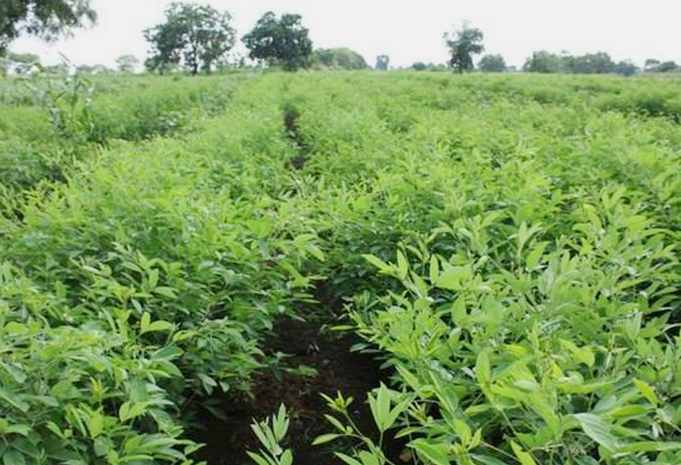 लाइन विधि से अरहर की उन्नत खेती कर रहें सैकड़ों किसान