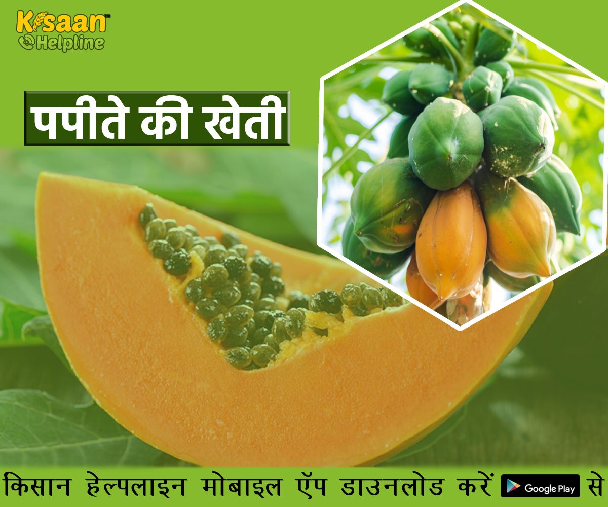 पपीते की करें देखभाल, जून-जुलाई में करें पौधों की रोपाई