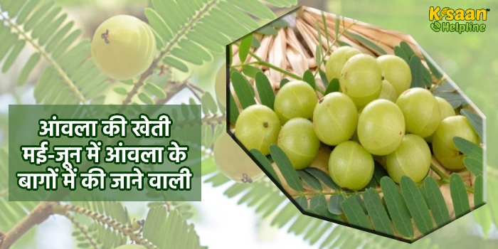 आंवला की खेती: मई-जून में आंवला के बागों में की जाने वाली आवश्यक कृषि कार्य