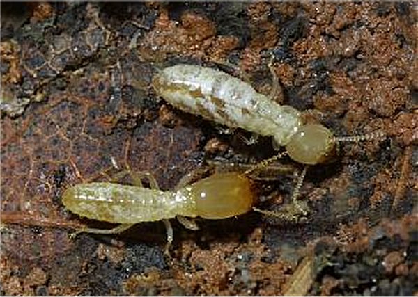 किसान भाई ध्यान दे, अपने खेतों को इन घातक कीटो से बचाये, जाने क्या है विधि किसान भाई ध्यान दे, अपने खेतों को इन घातक कीटो से बचाये, जाने क्या है विधि