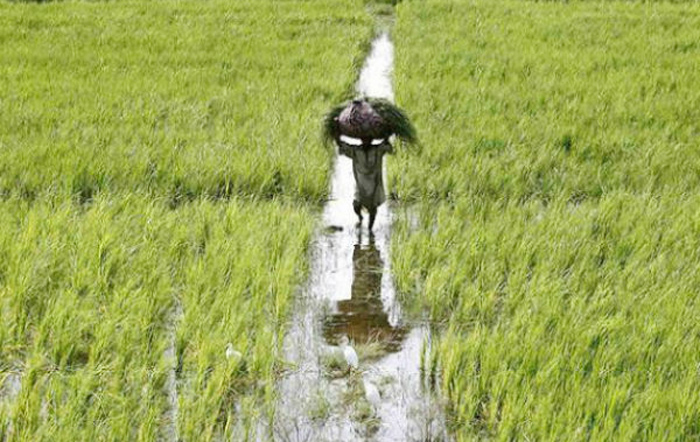आज से शुरू होंगे खरीफ फसलों की समर्थन मूल्य पर खरीदी के लिए पंजीयन, शेयर करे आज से शुरू होंगे खरीफ फसलों की समर्थन मूल्य पर खरीदी के लिए पंजीयन, शेयर करे