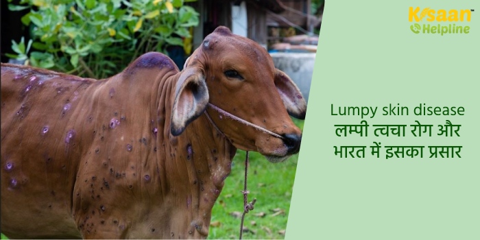 Lumpy skin disease : लम्पी त्वचा रोग और भारत में इसका प्रसार Lumpy skin disease : लम्पी त्वचा रोग और भारत में इसका प्रसार