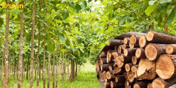 सागवान की खेती करके किसान हो सकता है मालामाल, जानिए सागवान की खेती के बारे में