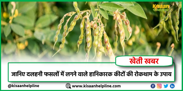 जानिए दलहनी फसलों में लगने वाले हानिकारक कीटों की रोकथाम के उपाय  जानिए दलहनी फसलों में लगने वाले हानिकारक कीटों की रोकथाम के उपाय
