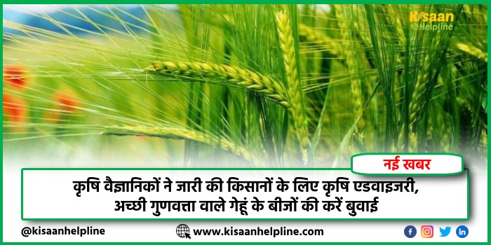 कृषि वैज्ञानिकों ने जारी की किसानों के लिए कृषि एडवाइजरी, अच्छी गुणवत्ता वाले गेहूं के बीजों की करें बुवाई कृषि वैज्ञानिकों ने जारी की किसानों के लिए कृषि एडवाइजरी, अच्छी गुणवत्ता वाले गेहूं के बीजों की करें बुवाई