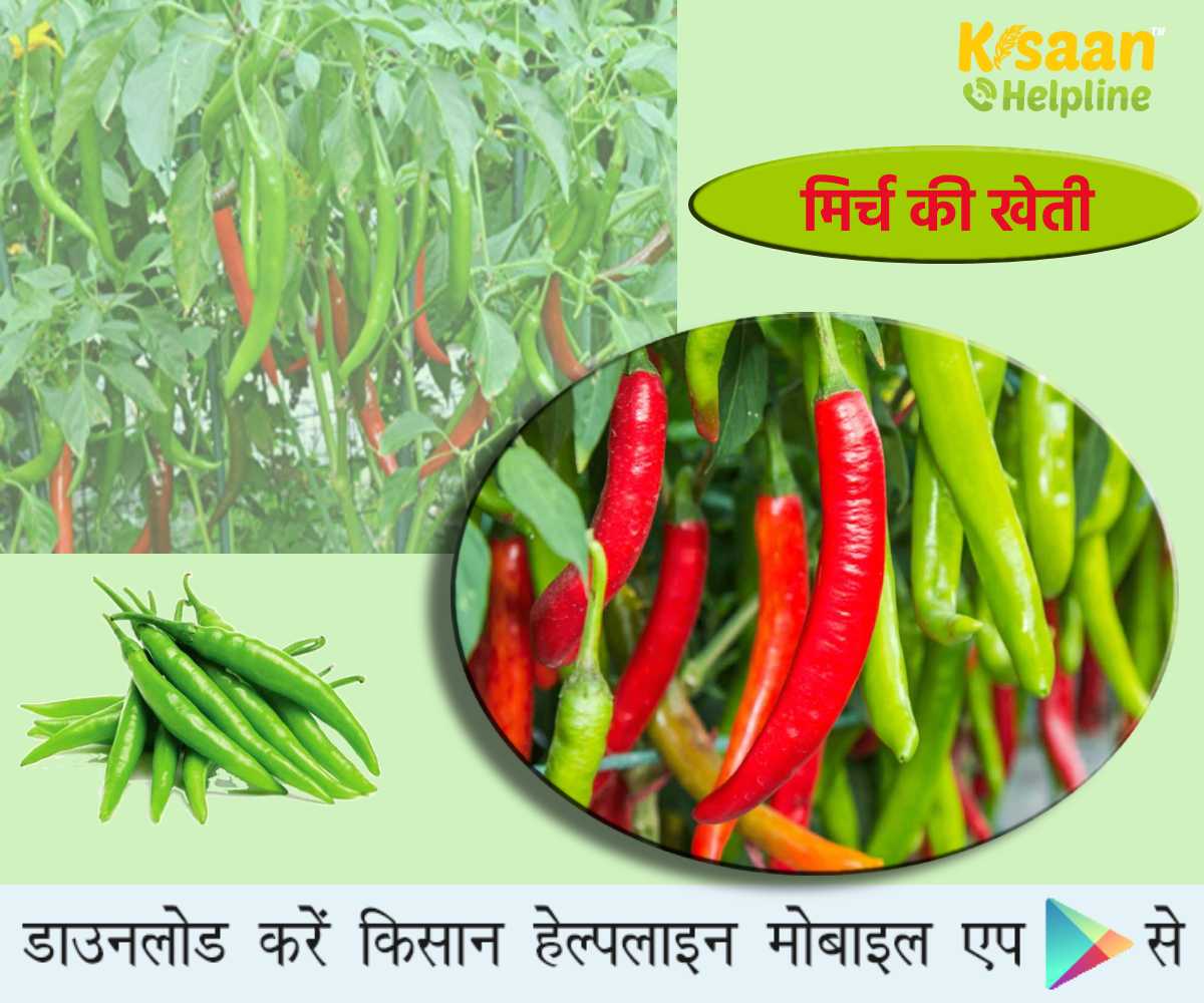 Agri Business: पैसा कमाने के लिए आसान मिर्च की खेती का व्यवसाय शुरू करें