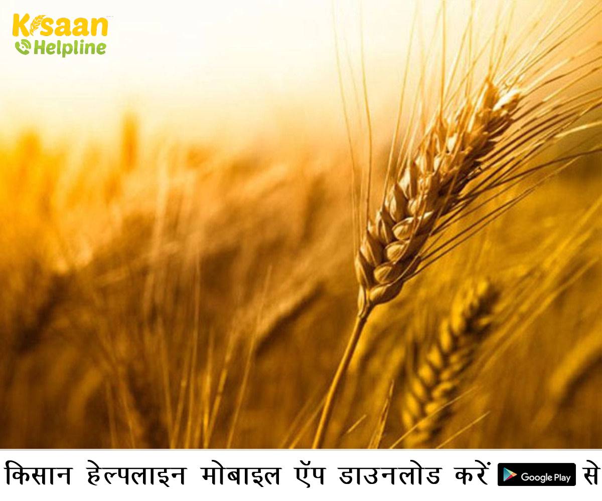 पूसा के कृषि वैज्ञानिकों ने जारी की एडवाइजरी, कृषि वैज्ञानिकों के अनुसार किसानों को निम्न कृषि कार्य करने की सलाह दी  पूसा के कृषि वैज्ञानिकों ने जारी की एडवाइजरी, कृषि वैज्ञानिकों के अनुसार किसानों को निम्न कृषि कार्य करने की सलाह दी