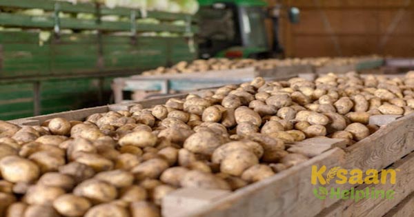 आलू भंडारण के विभिन्न तरीके, जिन्हें किसान अपना सकते हैं आलू भंडारण के विभिन्न तरीके, जिन्हें किसान अपना सकते हैं