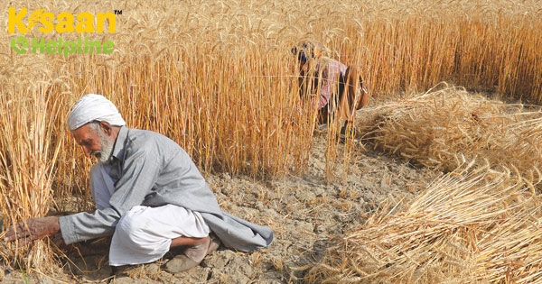 गेहूं की खरीदी के बाद, खरीफ के लिए सरकार की क्या है रणनीति गेहूं की खरीदी के बाद, खरीफ के लिए सरकार की क्या है रणनीति