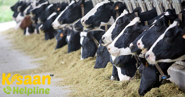 केरल फीड्स लिमिटेड ने डेयरी किसानों को पशुओं के चारे की शीघ्र डिलीवरी का आश्वासन दिया केरल फीड्स लिमिटेड ने डेयरी किसानों को पशुओं के चारे की शीघ्र डिलीवरी का आश्वासन दिया