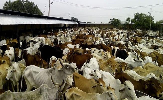 पशुपालन करने से मिलने वाले फायदे, हर साल कितनी होगी कमाई पशुपालन करने से मिलने वाले फायदे, हर साल कितनी होगी कमाई