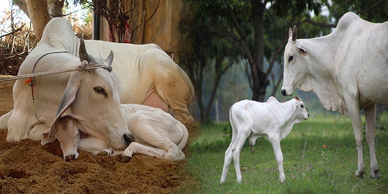 किसानों के लिए-  नन्दी शाला योजना (अनुदान पर प्रजनन योग्य देशी वर्णित गौसांड का प्रदाय) किसानों के लिए-  नन्दी शाला योजना (अनुदान पर प्रजनन योग्य देशी वर्णित गौसांड का प्रदाय)