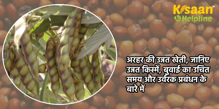 अरहर की उन्नत खेती, जानिए उन्नत किस्में, बुवाई का उचित समय और उर्वरक प्रबंधन के बारे में 